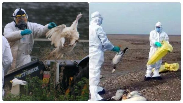 திரும்பிய பக்கமெல்லாம் செத்து மடியும் பறவைகள்.. வரலாற்றிலேயே மோசமானது.. அடுத்த பெருந்தொற்றா? பகீர்