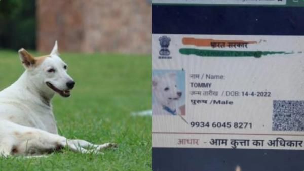 ‘ஆதார் வச்சிருக்கேன் பாஸ்’.. ஆதாரத்தோடு சாதிச்சான்றிதழ் கேட்டு விண்ணப்பித்த நாய்.. பீகாரில் ருசிகரம்