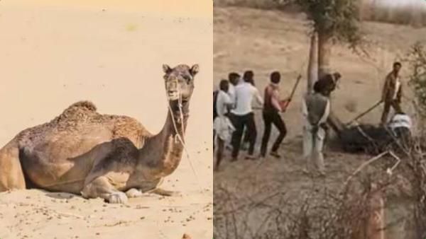 ராஜஸ்தானில் கடித்துக் குதறி உரிமையாளரை கொன்ற ஒட்டகம்.. ஆத்திரத்தில் அடித்தே கொலை செய்த உறவினர்கள்