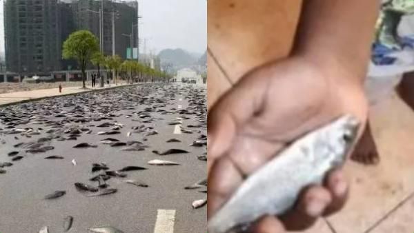 விண்கல் மழை ஓகே.. அதென்ன மீன் மழை? ஆஸ்திரேலியாவில் வானத்திலிருந்து கிடைத்த மீன்கள்.. ஆச்சரியம்