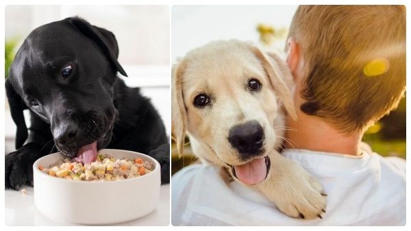 ஆர்வமாக வீட்டில் செல்ல பிராணிகளை வளர்ப்போருக்கு பயனுள்ள டிப்ஸ்!