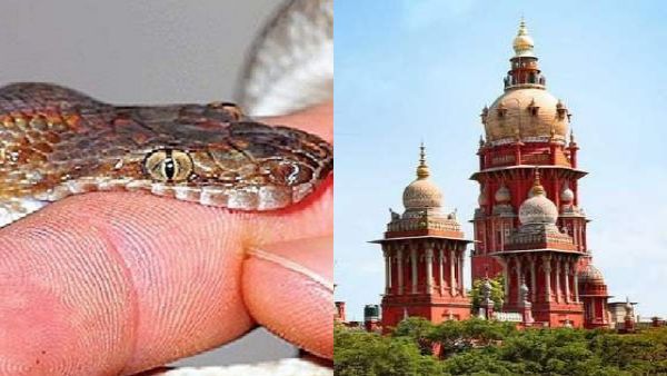 பாம்பு கடித்து விவசாயி மரணம்.. உரிய சிகிச்சை அளிக்காதது ஏன்?.. தமிழ்நாடு அரசுக்கு ஹைகோர்ட் கேள்வி