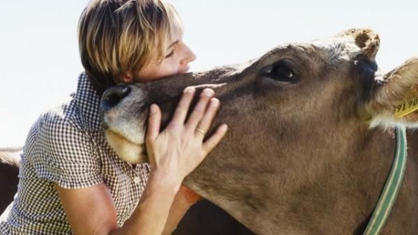 பிப்.14-ல் பசு அணைப்பு தினம்- சர்ச்சைகளைத் தொடர்ந்து கைவிட்டது இந்திய விலங்குகள் நல வாரியம்