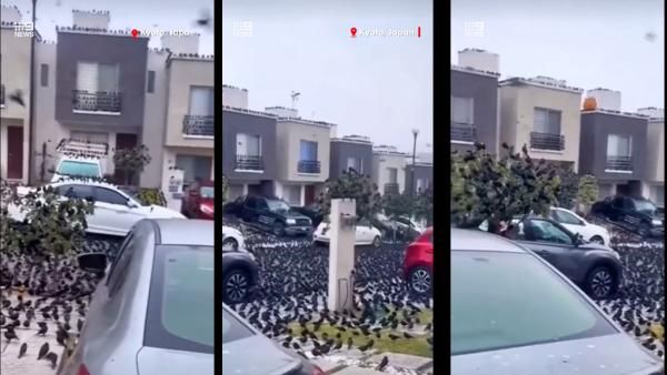 பேரழிவுக்கான சமிக்ஞையா? ஜப்பானில் ஒரே இடத்தில் குவிந்த ஆயிரக்கணக்கான காக்கைகள் - 'ஷாக்'