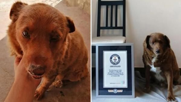 30 ஆண்டுகள் 266 நாட்கள்.. இதுதான் உலகின் மிகவும் வயதான நாய்! கின்னஸ் சாதனை படைத்து அசத்தல்