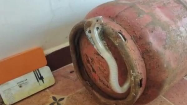 'ஞாயிறு மதியம் சமையல் உனது, விரும்பி நீ சமைத்துடுவாய்'.. உள்ளே வந்த நாகராணி.. அலறிய இளைஞர்