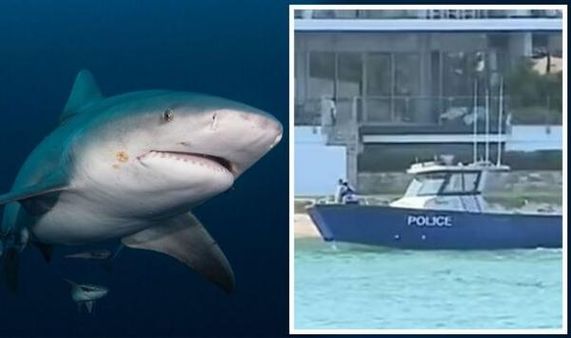 டால்பின்களை பார்த்த பூரிப்பு.. ஆற்றில் குதித்த 16 வயது சிறுமி.. கடித்து குதறிய சுறா..பலியான பயங்கரம்