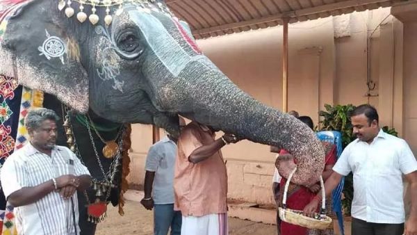 ஸ்ரீரங்கம் கோயில் ஆண்டாள் யானைக்கு 44 ஆவது பிறந்தநாள்.. கூடையில் சாக்லேட்டுடன் வந்த பர்த்டே பேபி