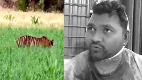 இது என்ன வாலா? விளையாட்டாக புலியை சீண்டிய விவசாயி! பாய்ந்து தாக்கியதில் பறிபோன உயிர்..ஷாக் வீடியோ