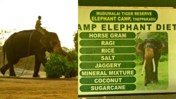 ஆஸ்கர் ஃபங்ஷன் டயட்டை விடுங்க.. முதுமலை தெப்பக்காடு முகாமில் யானை ரகுவின் டயட் மெனு என்ன தெரியுமா?
