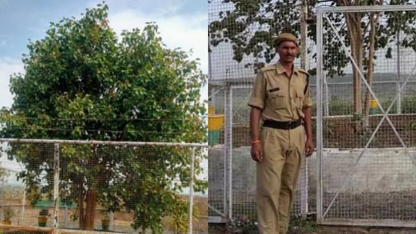ஒரே ஒரு மரத்திற்கு துப்பாக்கி ஏந்திய.. 4 போலீஸ் பாதுகாப்பு.. ரூ. 12 லட்சம் செலவு.. எதுக்கு தெரியுமா?