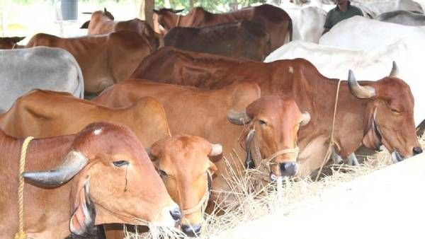 ஹேப்பி.. வாரத்துக்கு ஒருநாள் மாடுகளுக்கு லீவு.. அதுக்காக இப்படியா.. நம்ம ஊர்லதான்.. காரணம் தெரியுமா