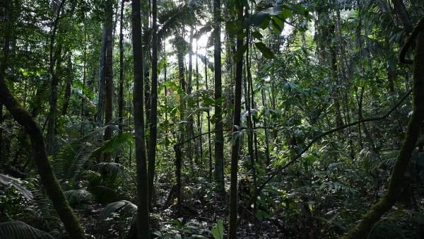 அமேசான் காட்டில் 31 நாட்கள் பூச்சி, புழுக்களை சாப்பிட்டு சிறுநீரை குடித்து உயிர் தப்பிய நபர்!