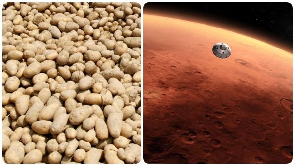 உருளை கிழங்கில் வீடு கட்ட முடியுமாம்..பூமியில் இல்லீங்க.. செவ்வாய் கிரகத்தில்..விஞ்ஞானிகள் தகவல்