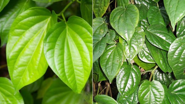 வெற்றிலையில் இத்தனை மருத்துவ சிறப்பம்சங்களா இருக்கா?