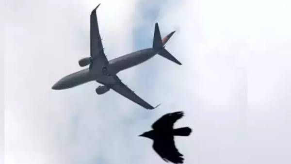 திருச்சி மலேசியா விமானத்தின் சக்கரத்தில் மோதிய பறவை.. 183 பயணிகள் தப்பினர்.. தாமதத்தால் அவதி