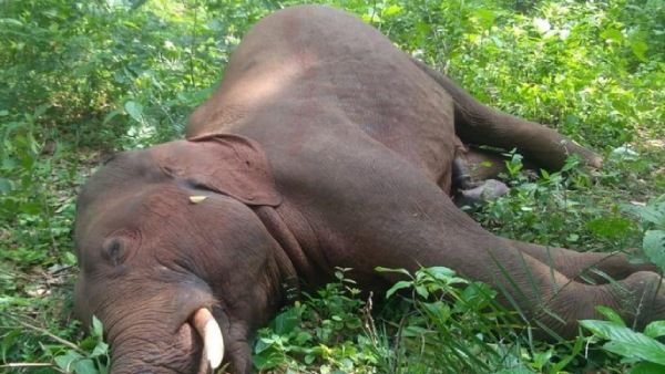 'இதை' செஞ்சிருந்தா யானை இறந்திருக்காதே! சூழலியலாளர்கள் அடுக்கும் கேள்விகள்.. தீர்வுகள்