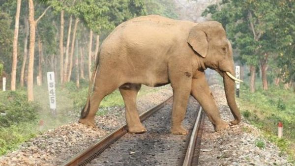 மதுக்கரை அருகே தண்டவாளத்தை கடந்த மக்னா யானை.. சட்டென வந்த ரயில்.. அடுத்த நொடி பதைபதைப்பு சம்பவம்