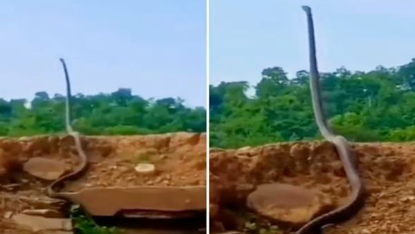 அம்மாடி! அப்படியே மனிதனை போல எழுந்து நிற்கும் செம பெரிய ராஜநாகம்.. கொஞ்சம் மிஸ்ஸானாலும் க்ளோஸ் தான்