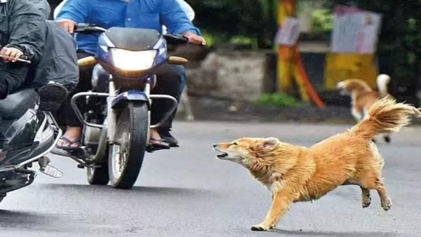 சென்னையில் துரத்திய தெரு நாய்கள்.. கீழே விழுந்த பெண்.. பரிதாபமாக உயிரிழந்த சோகம்