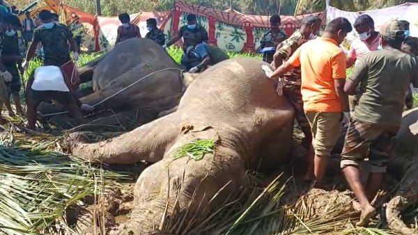 மின்வேலியில் சிக்கி உயிரிழந்த யானைகளின் குட்டிகளை பராமரிப்பது எப்படி? சென்னை ஹைகோர்ட் அளித்த தகவல்