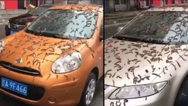 உவ்வே.. காரெல்லாம் நிரம்பிய பூச்சிகள்.. சீனாவில் திடீரென பெய்த புழு மழை? ஷாக் வீடியோ..உண்மை என்ன?