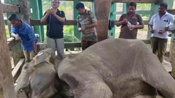 கோவை பெண் யானை உயிரிழப்பு.. வெடிவிபத்தே காரணம்.. மருத்துவக் குழு கொடுத்த அதிர்ச்சி ரிப்போர்ட்!