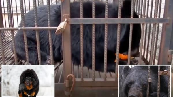 அப்போ அது நாய் இல்லையா..! 2 வருசமா நூடுல்ஸ் போட்டு வளர்த்துட்டு பார்த்தா.. ஆடிப்போன குடும்பம்