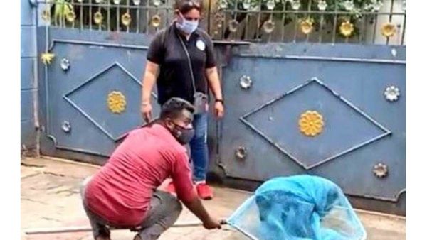 கொத்துக் கொத்தாக பிடிக்கப்படும் தெரு நாய்கள்.. சென்னை மாநகராட்சி சொன்ன நல்ல செய்தி