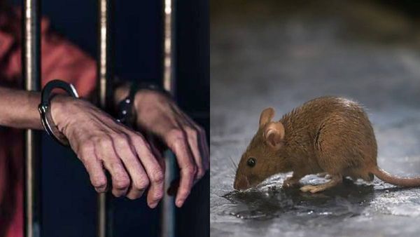 எலியை கொன்றவருக்கு எதிராக 30 பக்க குற்றப்பத்திரிக்கை..5 ஆண்டு ஜெயிலுக்கும் வாய்ப்பு..இந்தியாவில்தான்