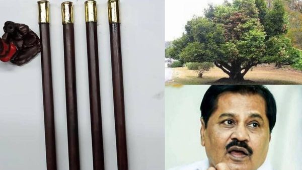 குறிபார்ப்பவர்கள் கையில் மந்திரக்கோல்! கருங்காலி குச்சிக்கு இப்படியொரு சக்தியா? அசர வைக்கும் பின்னணி