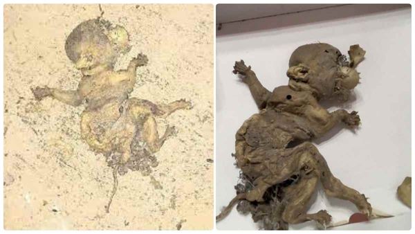 பூதத்தின் சடலமா.. குடோனை தோண்டும்போது.. ஐயோ, அதென்ன வித்தியாசமான உருவம்.. மிரண்ட உள்ளூர் மக்கள்