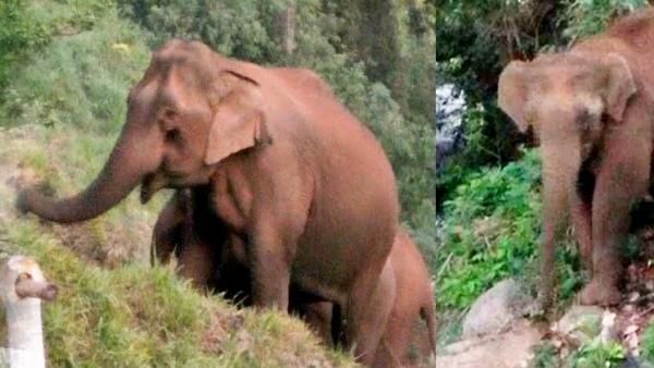 'நான் இருக்கேன் வாம்மா'.. ஆற்றில் மேலே ஏற முடியாமல் தவித்த தாய் யானை.. குட்டியானையின் கியூட் செயல்