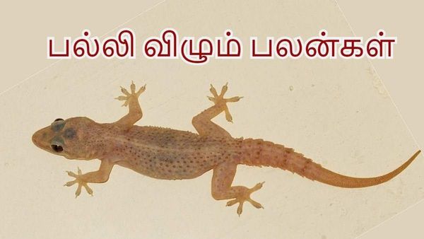 Palli Sollum Palan in Tamil: பாருங்க பல்லியே சொல்லிருச்சு..இந்த திசையில் கத்தினால் இதுதான் பலன்!