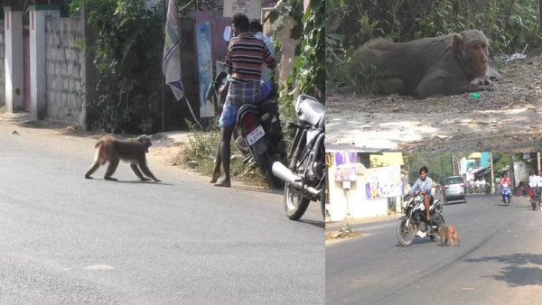 மனைவி, குட்டியை விபத்தில் இழந்த சோகம்.. வாகன ஓட்டிகளை மட்டுமே கடிக்கும் ஆண் குரங்கு.. நடந்தது என்ன?