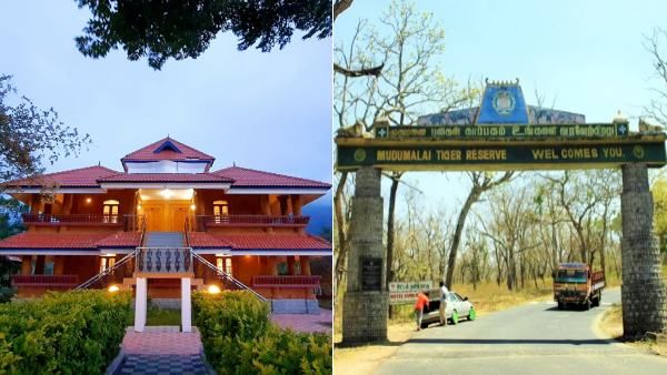 என்ன முதுமலைக்கு போறீங்களா? 4 நாட்களுக்கு ரிசார்ட்கள், ஹோட்டல்கள் மூடல்! ஏன் என்னாச்சு