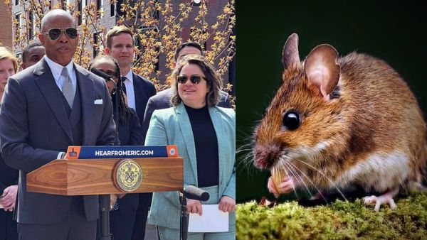 அடேங்கப்பா.. வெறும் எலிகளை பிடிக்க ரூ.1.28 கோடி சம்பளமாம்.. ஸ்டன் ஆன நெட்டிசன்கள்! என்ன காரணம்