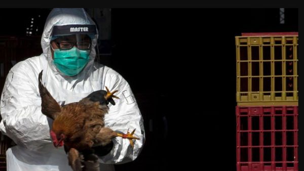 பீதியை கிளப்பும் பறவை காய்ச்சல்.. கலங்கும் மக்கள்.. எப்படி பரவுகிறது தெரியுமா.. விஞ்ஞானிகள் விளக்கம்