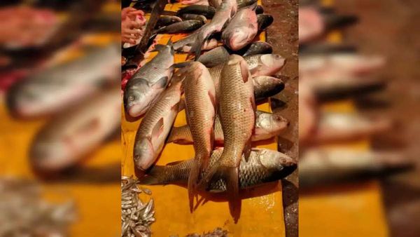 மீனின் பித்தப்பையை பச்சையாக சாப்பிட்டால் நீரிழிவு நோய் குணமாகுமா? பீகார் பெண்ணுக்கு நடந்தது என்ன?