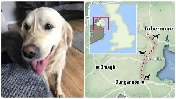 அன்பு இருக்கலாம்! அதுக்குன்னு இப்படியா! தனது பழைய ஓனருக்காக கோல்டன் ரெட்ரீவர் செய்த சாகசத்தை பாருங்க