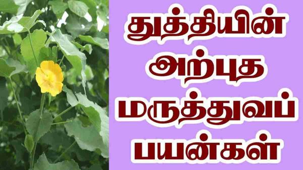 உடல் வெப்பம்..குறையும் விந்தணு உற்பத்தி..அற்புத மூலிகை இருக்க ஆண்மை குறைவு பற்றி கவலை எதற்கு