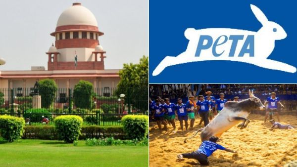 பீட்டா! பீட்டா! மூக்குடைஞ்சதா லேட்டா- ஜல்லிக்கட்டுக்கு அனுமதி- உச்சநீதிமன்றத்தின் வரலாற்று தீர்ப்பு!