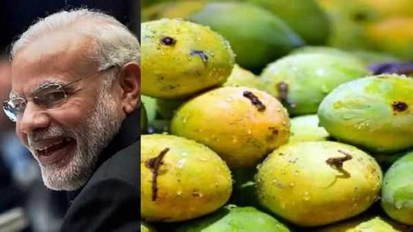 அதென்ன 'மோடி' மாம்பழம்.. விரைவில் சந்தைக்கு வருதாமே.. அப்படி என்ன ஸ்பெஷல் இருக்கு.. இவ்ளோ விலையா?