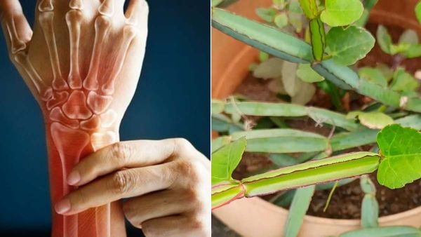 எலும்பு முறிவை குணமாகும் பிரண்டையின் பல்வேறு பயன்கள்