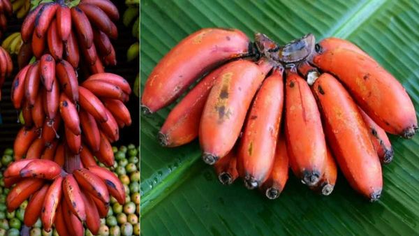 ரத்த அழுத்தத்தை குறைக்கும் செவ்வாழை.. இத்தனை  நன்மைகளா? சிவப்பு நிறத்திற்கு காரணம் என்ன? 
