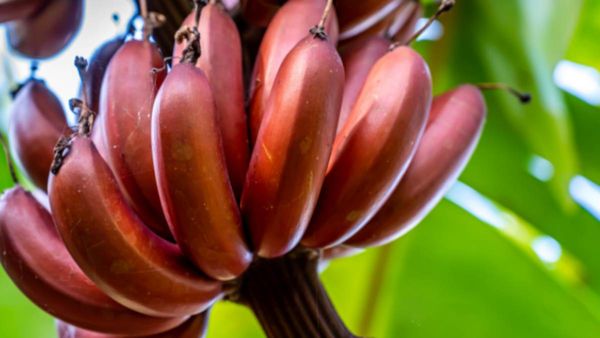 செவ்வாழை சாப்பிடுவதால் கிடைக்கும் நன்மைகள்.. ஆண்மை அதிகரிக்குமாம்