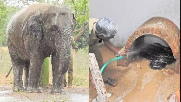 வண்டலூர் பூங்காவில் ஆச்சரியம்.. அதுவும் ஒரே நாளிலேயே..அங்கே மாலா, தேவா.. இங்கே ஷவர் குளியல்.. பார்ரா