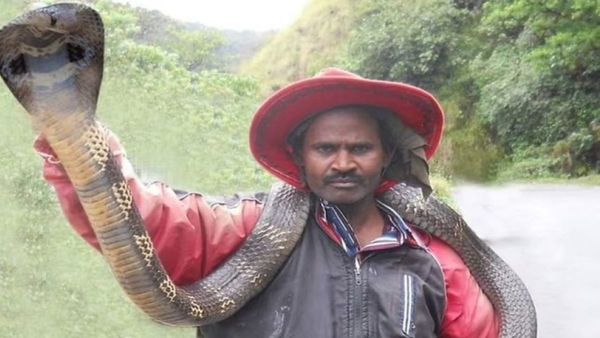 ராஜநாகம்.. மலைப்பாம்புகளை மீட்ட பாம்புபிடி வீரர் நரேஷ் ஸ்கூட்டருக்குள் வைத்த நாக பாம்பு தீண்டி பலி