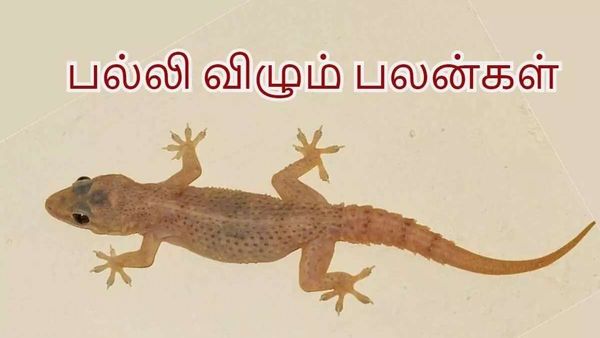தலையில் பல்லி விழுந்தால் கலகமா? பதற்றம் வேண்டாம்.. பரிகாரம் இருக்கு பாஸ்!