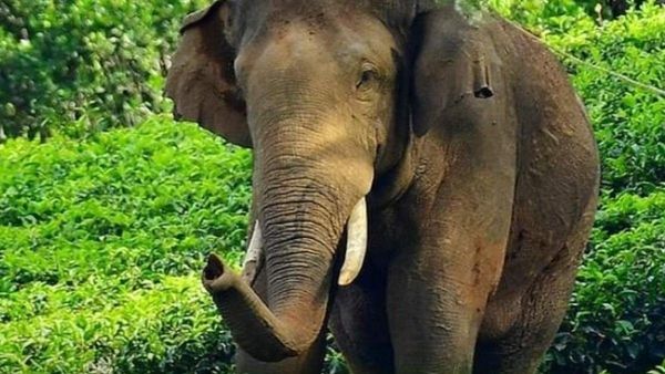 குமரி மாவட்ட மக்களை பதற வைக்கும் ‘அரிக்கொம்பன்’.. கலெக்டர் வெளியிட்ட முக்கிய தகவல்!